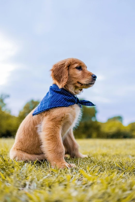 a brown dog sitting on top of a lush green field, wearing a blue hoodie, bandanas, business attire, 2019 trending photo