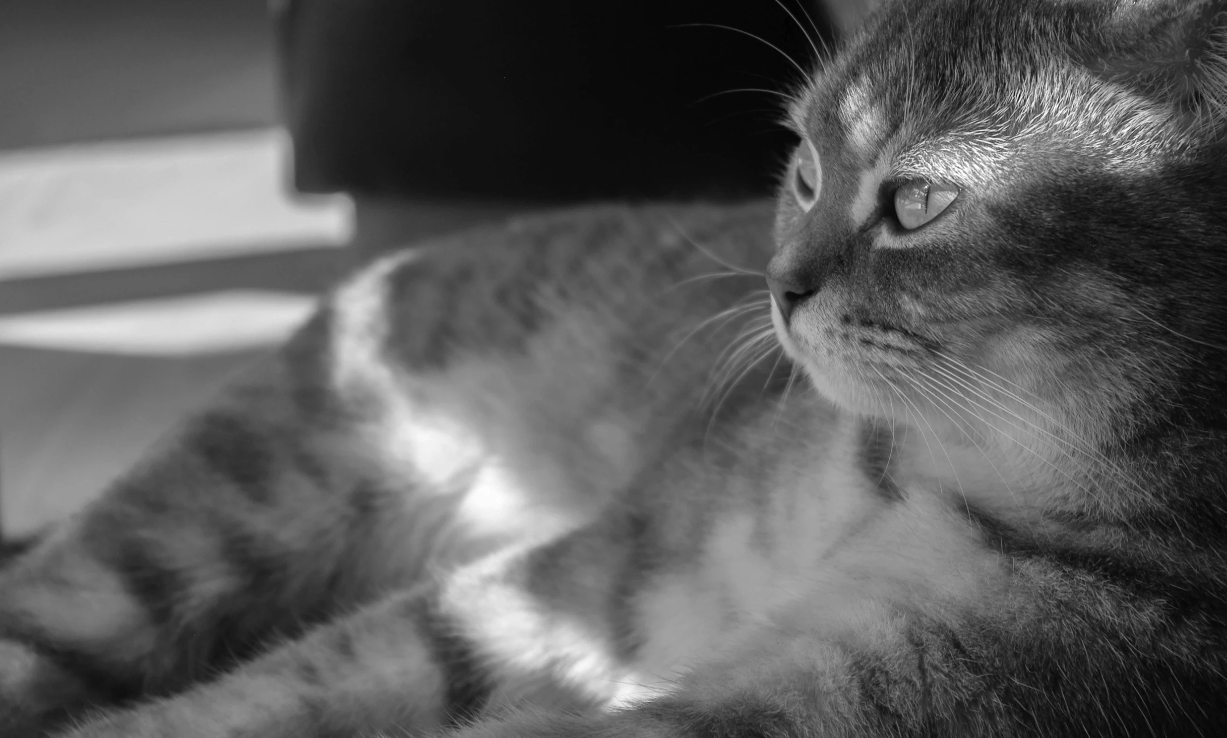 a black and white photo of a cat laying on the floor, sunlight glistening, gleaming silver, focused photo, profile picture 1024px