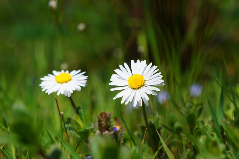 a couple of white flowers sitting on top of a lush green field, by Jan Tengnagel, pexels contest winner, daisy, multicoloured, ground - level medium shot, dynamic closeup