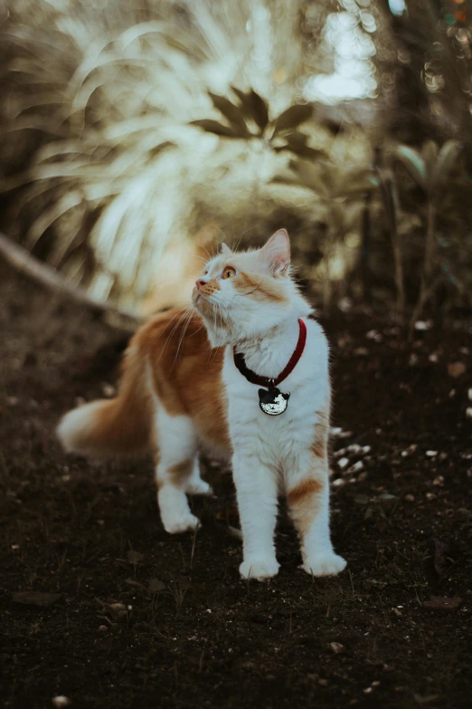 a cat that is standing in the dirt, wearing collar, unsplash photo contest winner, lush surroundings, ready to model