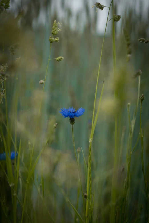 a blue flower sitting on top of a lush green field, a picture, by David Simpson, unsplash, color field, soft light - n 9, tall grass, paul barson, england