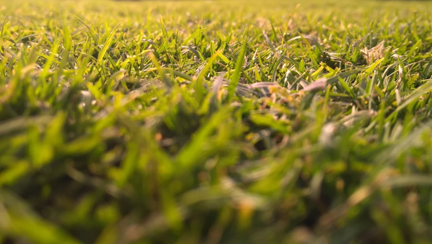 a baseball sitting on top of a lush green field, in a grass field, up-close