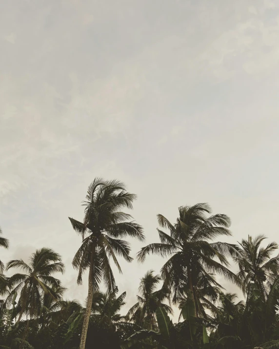 a group of palm trees sitting on top of a lush green field, trending on unsplash, minimalism, white beaches, low quality photo, ☁🌪🌙👩🏾, chest covered with palm leaves