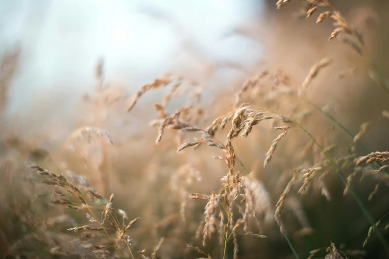 tall grass blowing in the wind on a sunny day, unsplash, romanticism, brown, gold, shot on sony a 7, evening lighting