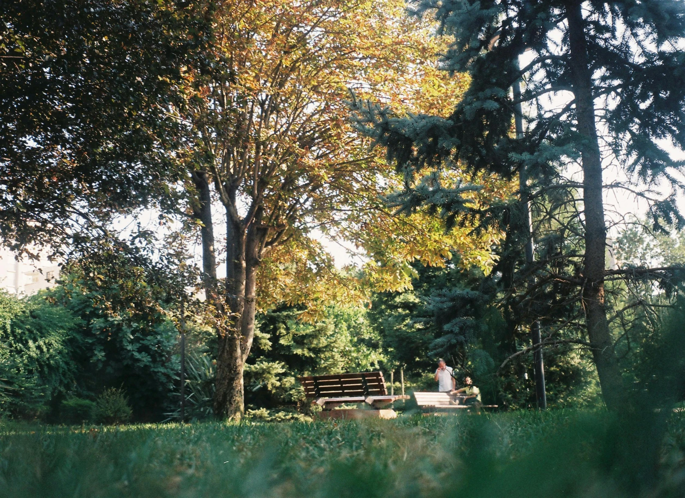 two people sitting on a bench in a park, a picture, inspired by Elsa Bleda, pexels contest winner, lone person in the distance, forest picnic, trees and bushes, well shaded