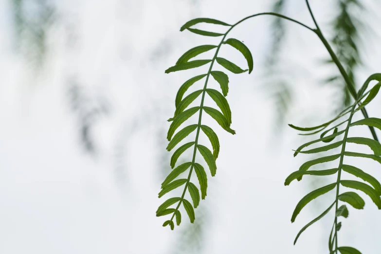 a close up of a leaf on a tree, by Peter Churcher, trending on pexels, hurufiyya, sweet acacia trees, on grey background, fern, loosely cropped