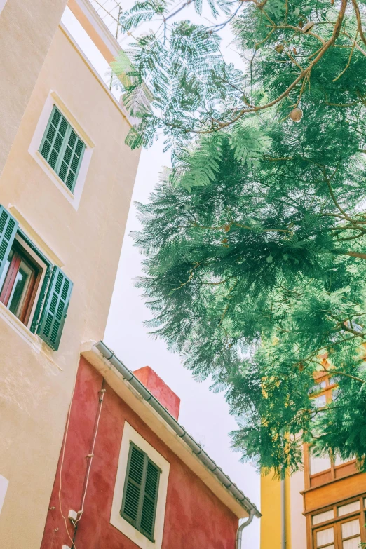 a couple of buildings that are next to each other, a picture, inspired by Ricardo Bofill, trending on unsplash, vibrant colorful green leaves, traditional corsican, dynamic low angle shot, with a tall tree