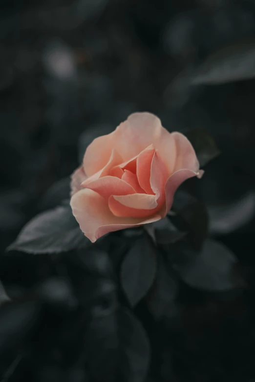 a close up of a flower on a plant, an album cover, pexels contest winner, romanticism, rose quartz, dark. no text, light orange mist, overcast