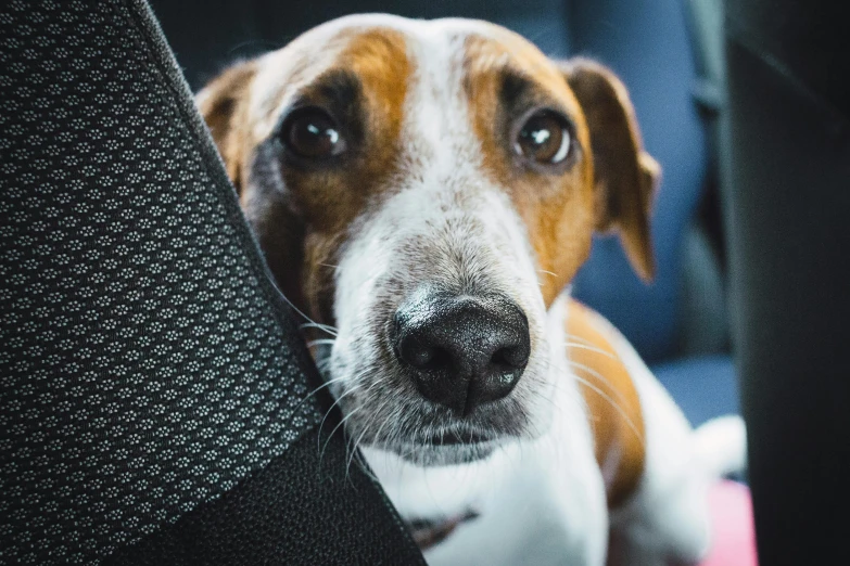 a dog sitting in the back seat of a car, inspired by Elke Vogelsang, pexels contest winner, renaissance, jack russel terrier, thumbnail, 🦑 design, medium closeup