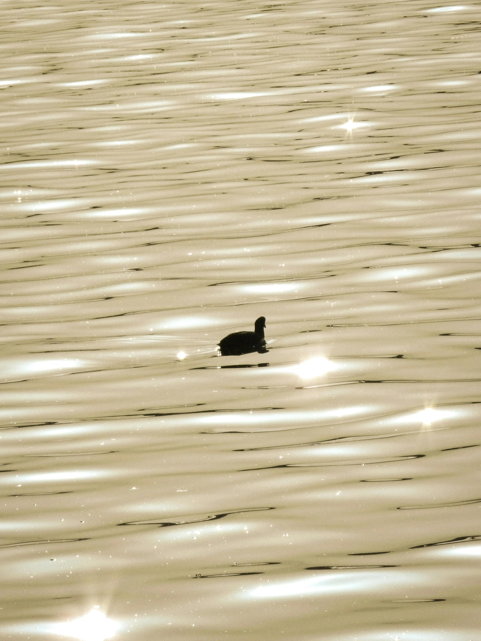 a duck floating on top of a body of water, inspired by Quint Buchholz, unsplash, hurufiyya, with lots of glittering light, black silhouette, slightly tanned, photographed for reuters