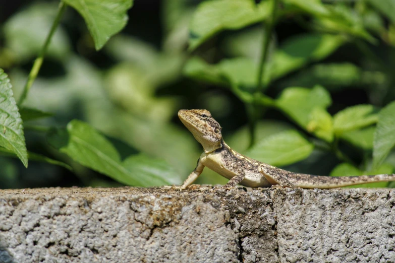 a lizard sitting on top of a stone wall, by Carey Morris, pexels contest winner, sumatraism, on wood, al fresco, sri lanka, hd footage