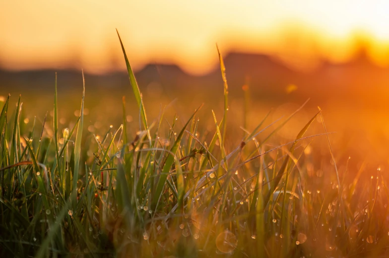 a field of grass with the sun setting in the background, by Thomas Häfner, unsplash, dew drops, brown, farming, high quality image”