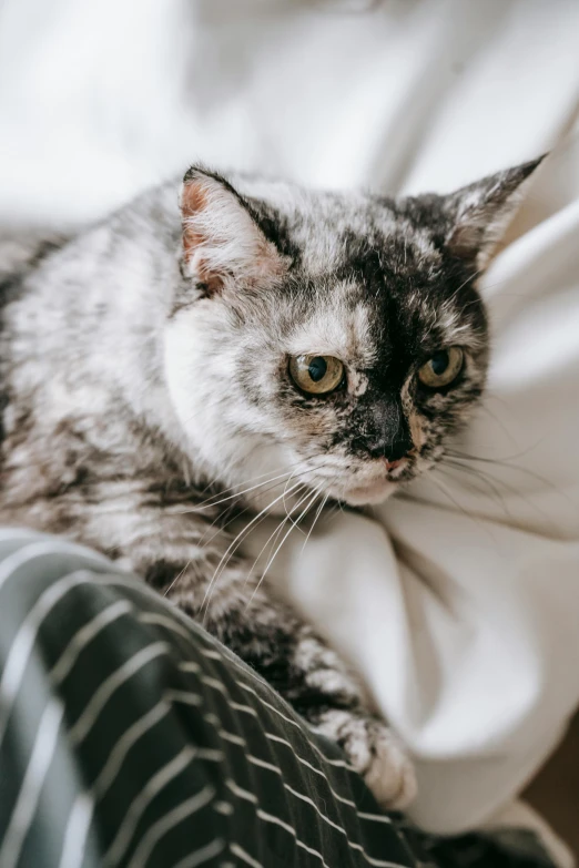 a close up of a cat laying on a person's lap, trending on unsplash, renaissance, gray mottled skin, sitting on her bed, looking angry, slightly pixelated