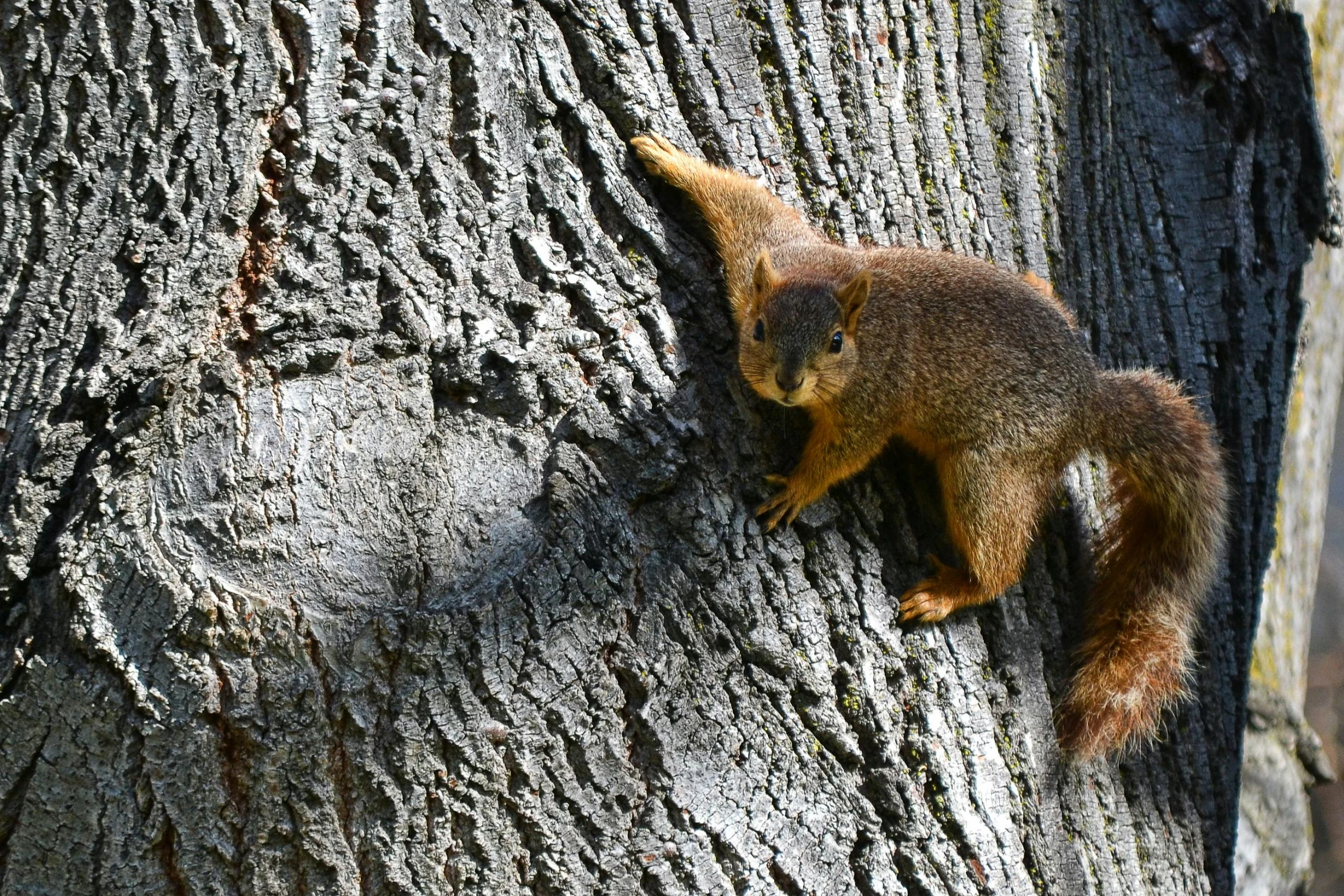 a squirrel climbing up the side of a tree, by Joe Stefanelli, pexels contest winner, on a sunny day, 🦩🪐🐞👩🏻🦳, by greg rutkowski, roaming the colony