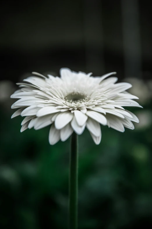 a white flower with green leaves in the background, unsplash, paul barson, giant daisy flower head, tall thin, low depth field