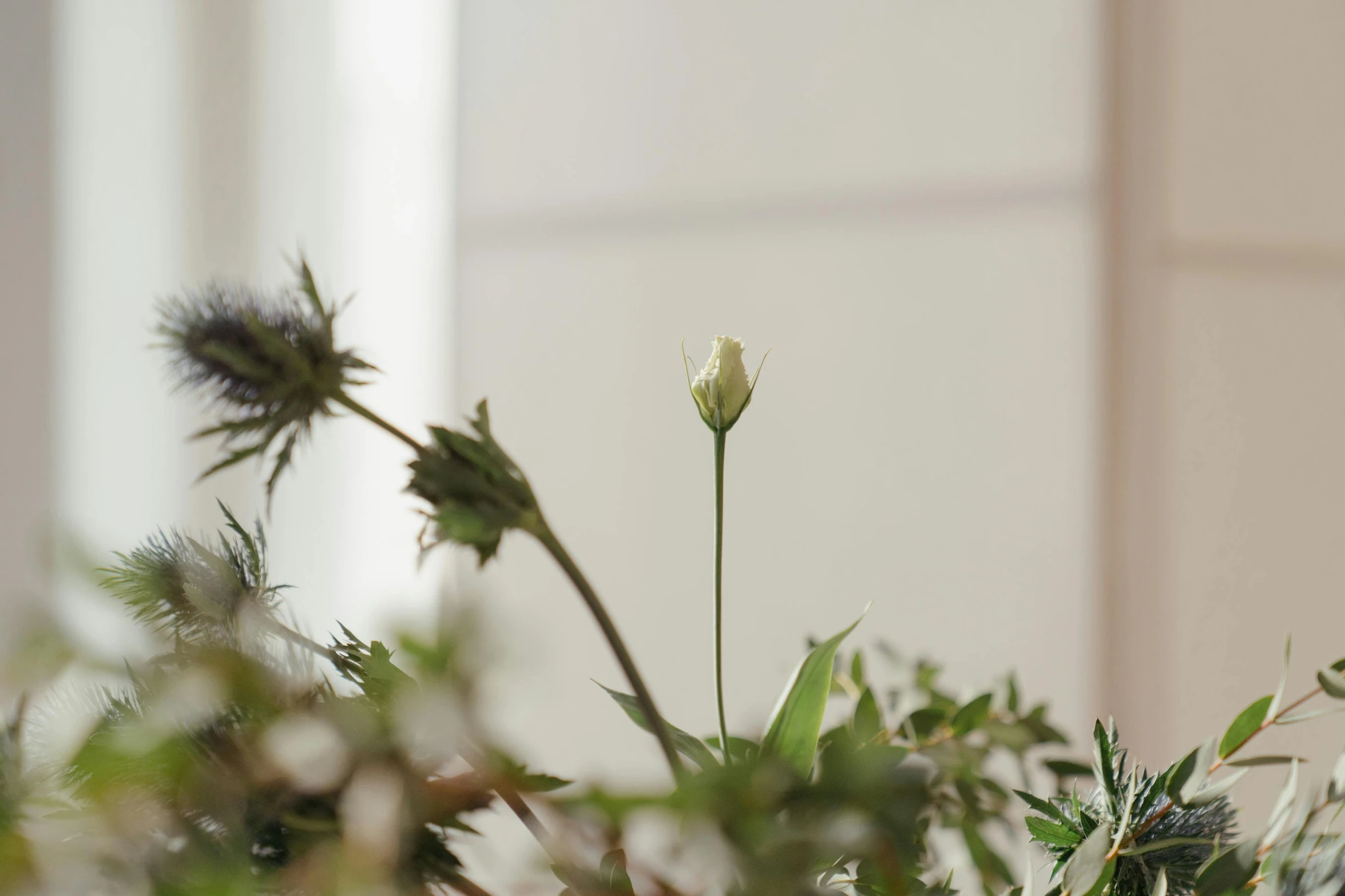 a close up of a flower in a vase, inspired by Frederick Goodall, minimalism, wild foliage, small crown, windowsill, large tall