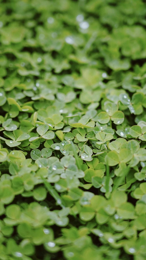 a bunch of green plants with water droplets on them, by Maeda Masao, unsplash, background full of lucky clovers, low quality photo, high angle close up shot, shot on expired kodak film