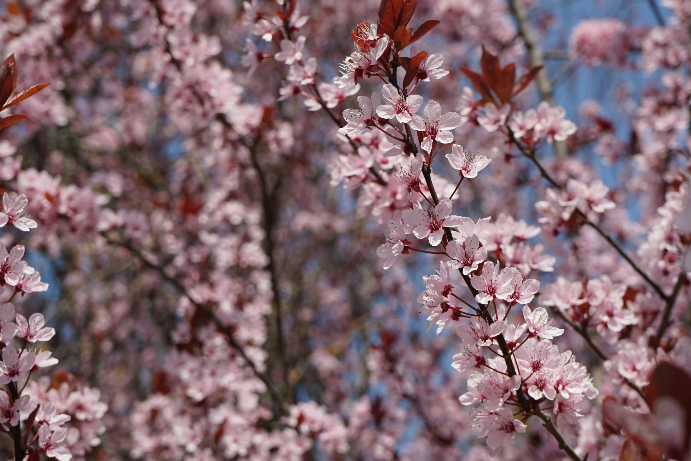 a bunch of pink flowers on a tree, by Paul Davis, pexels, “ iron bark, cherry blosom trees, promo image, close up image