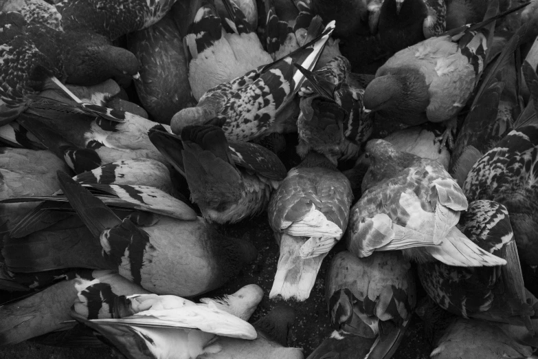 a pile of pigeons sitting on top of each other, a black and white photo, by Daniël Mijtens, fruit and feathers, fresh kill, hearts, camouflage