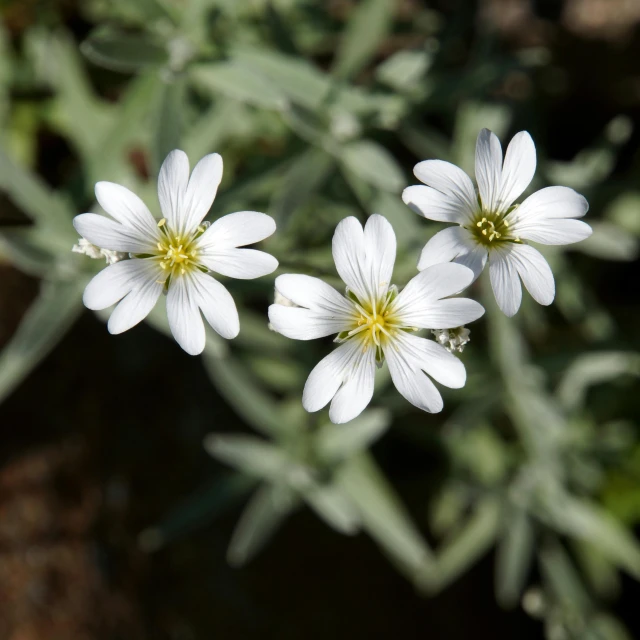 a couple of white flowers sitting on top of a green plant, h. hydrochaeris, 'groovy', silver dechroic details, multicoloured