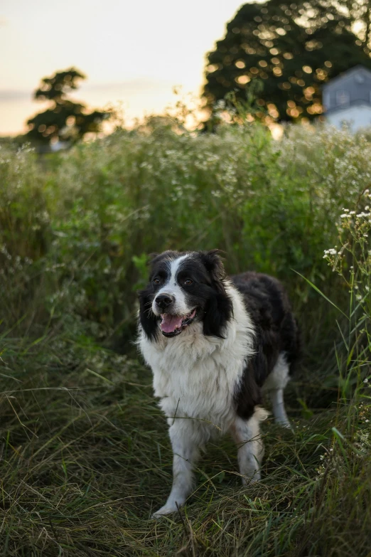 a dog that is standing in the grass, a portrait, by Jan Tengnagel, unsplash, summer evening, aussie, an overgrown, bay