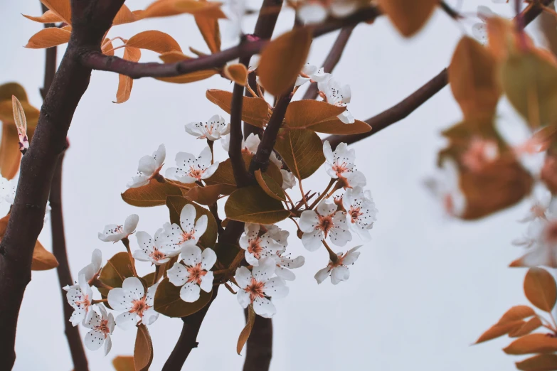 a close up of a tree with white flowers, trending on pexels, aestheticism, orange and white, background image, brown, manuka