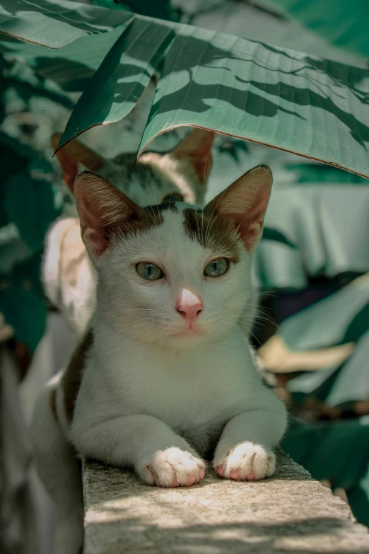 a white and brown cat sitting under a green umbrella, by Basuki Abdullah, unsplash, photorealism, shady look, bali, avatar image, taken in the early 2020s