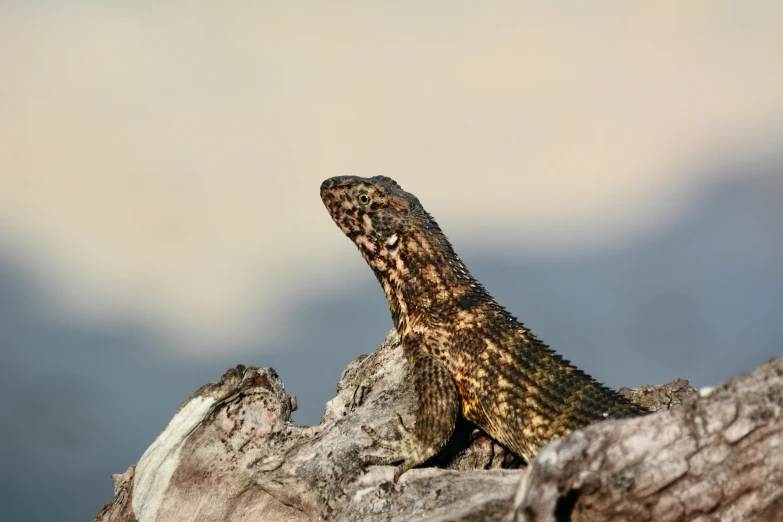 a lizard sitting on top of a tree branch, an album cover, by Peter Churcher, shutterstock contest winner, sumatraism, close up shot a rugged, jormungandr, sharp high quality photo, female gigachad