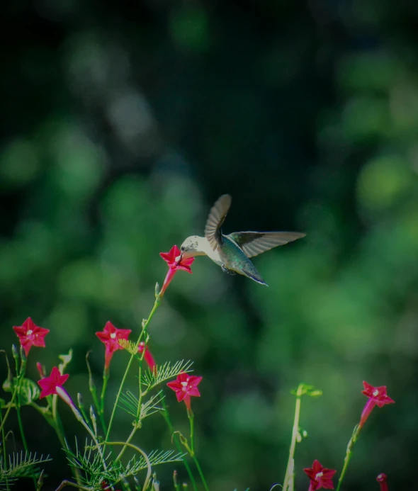 a hummingbird flying over some red flowers, by Carey Morris, pexels contest winner, hurufiyya, high quality photo, gray, a green, an ancient