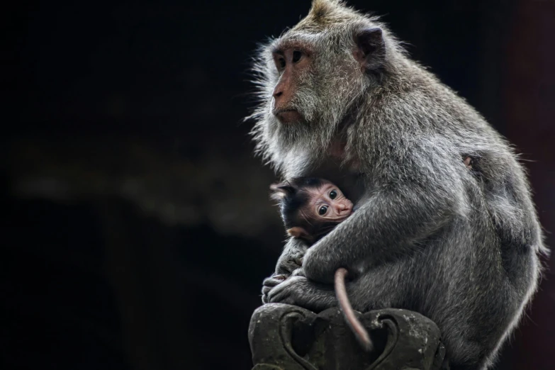 a baby monkey sitting on top of an adult monkey, a portrait, by Basuki Abdullah, pexels contest winner, grey, in a temple, slide show, blank