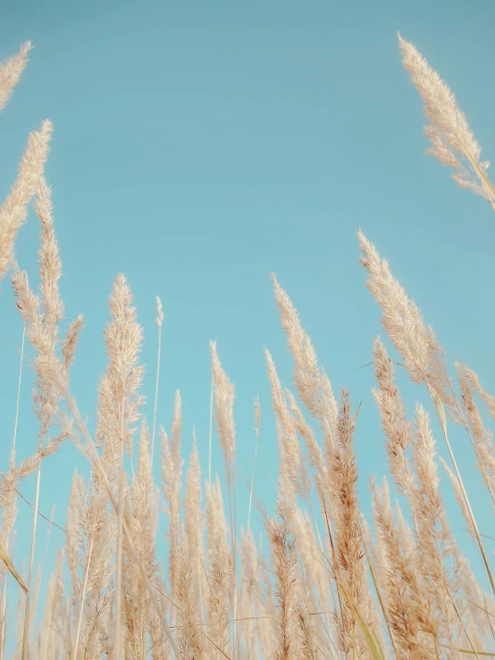 tall grass blowing in the wind against a blue sky, inspired by Elsa Bleda, trending on unsplash, aestheticism, pale beige sky, aesthetic!!!!!!!!!!, background image, trending on vsco