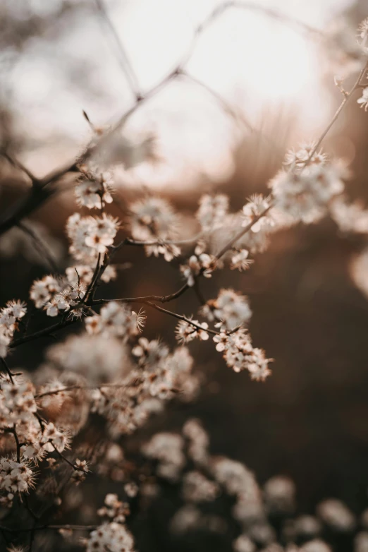 a bunch of white flowers sitting on top of a tree, inspired by Elsa Bleda, trending on unsplash, sunset warm spring, brown, sakura, intricate light