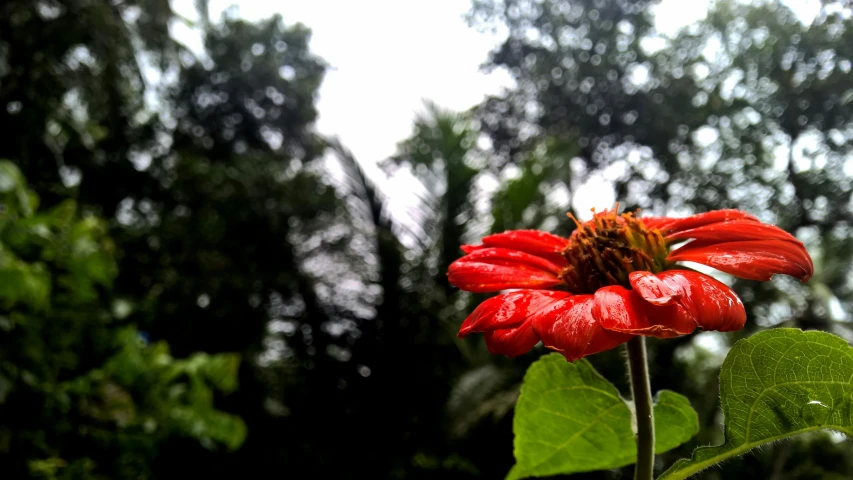 a red flower sitting on top of a green leaf, inspired by Thomas Struth, unsplash, art photography, on a jungle forest, on a cloudy day, giant daisy flower over head, in marijuanas gardens