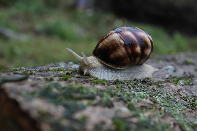 a close up of a snail on a rock, by Schelte a Bolswert, pexels contest winner, maus in forest, 🦩🪐🐞👩🏻🦳, snails vs knight, a wooden