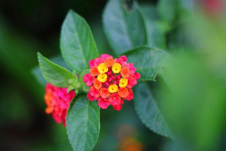 a red and yellow flower with green leaves, unsplash, pink orange flowers, shot on sony alpha dslr-a300, crown of thorns, taken in the late 2010s