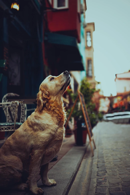 a dog sitting on a sidewalk in front of a building, pexels contest winner, renaissance, looking to the sky, turkey, dreamy scene, gold
