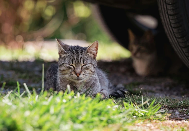 a cat that is laying down in the grass, there is a cat next to her, in the sun, dan mumfor, low dof