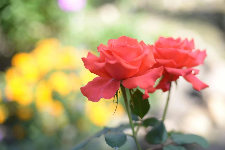 a close up of two flowers with other flowers in the background