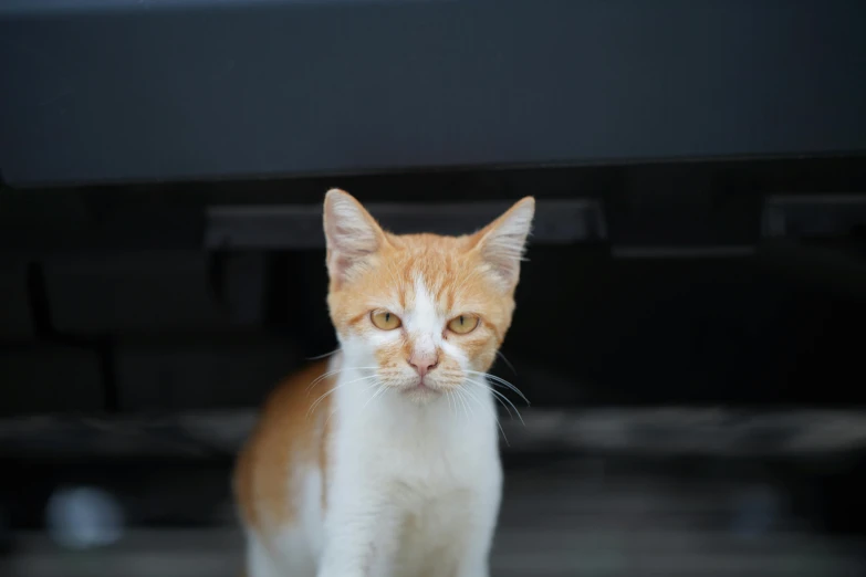 an orange and white cat standing under a car, a picture, unsplash, square nose, cinematic shot ar 9:16 -n 6 -g, young male, angry look