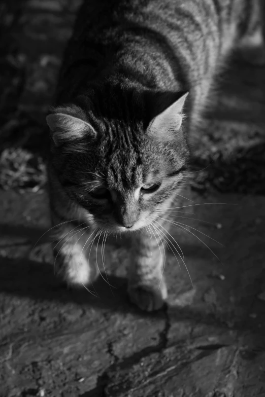 a black and white photo of a cat, by Felix-Kelly, walking towards the camera, tabaxi :: rogue, portrait of a small, meaty