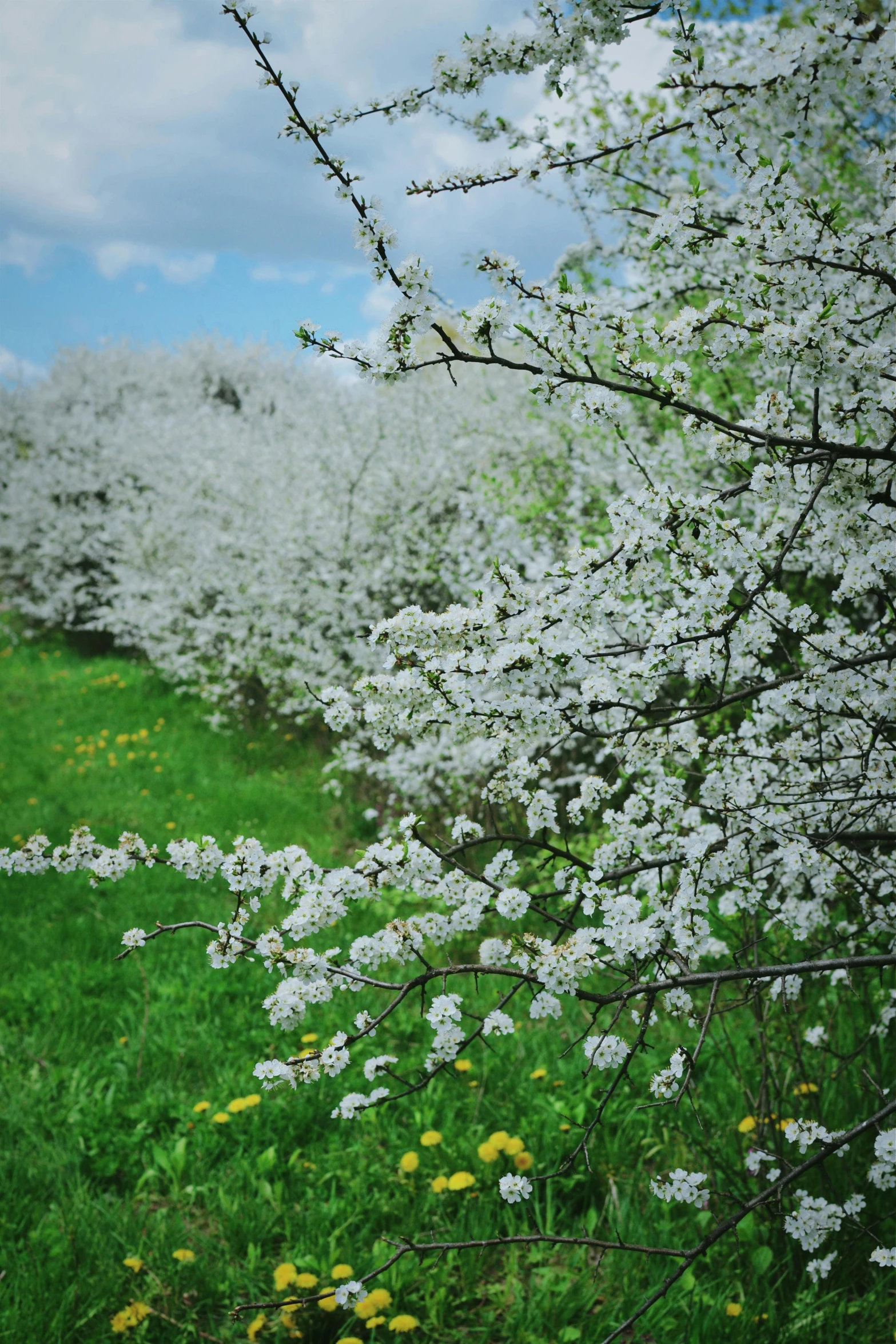 a field filled with lots of white flowers, cherries, lush countryside, on location, trees outside