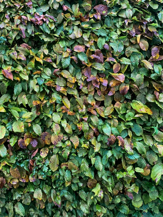 a fire hydrant sitting in front of a lush green wall, an album cover, by Carey Morris, color field, covered in fallen leaves, green and purple color scheme, a high angle shot, multi - coloured