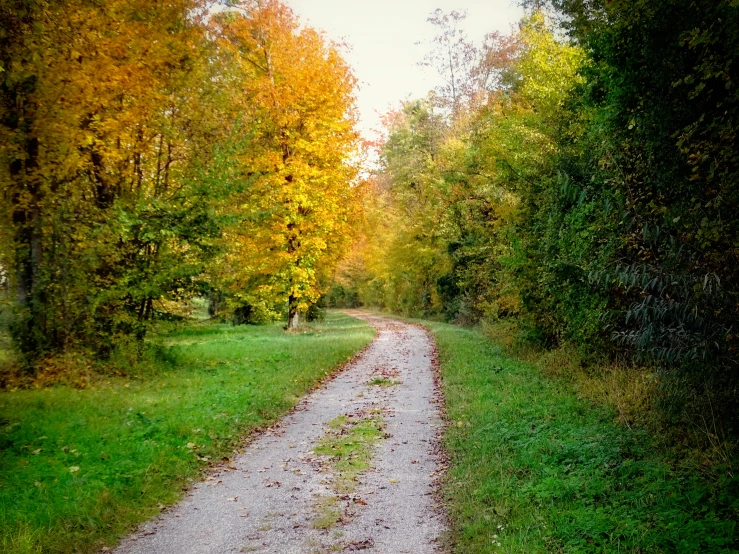 a dirt road running through a lush green forest, a picture, by Jan Rustem, fine art, autumn field, chartreuse and orange and cyan, lou, recreation