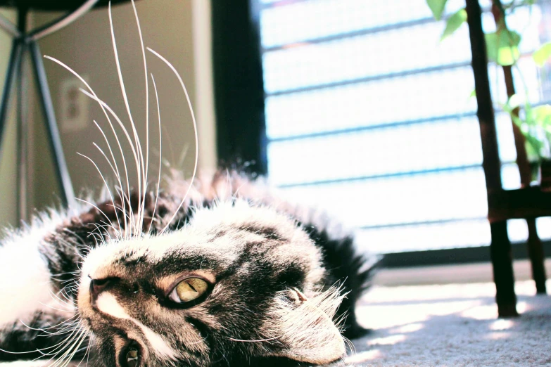 a cat that is laying down on the floor, unsplash, photorealism, on a hot australian day, sunflare, spiky, whiskers hq