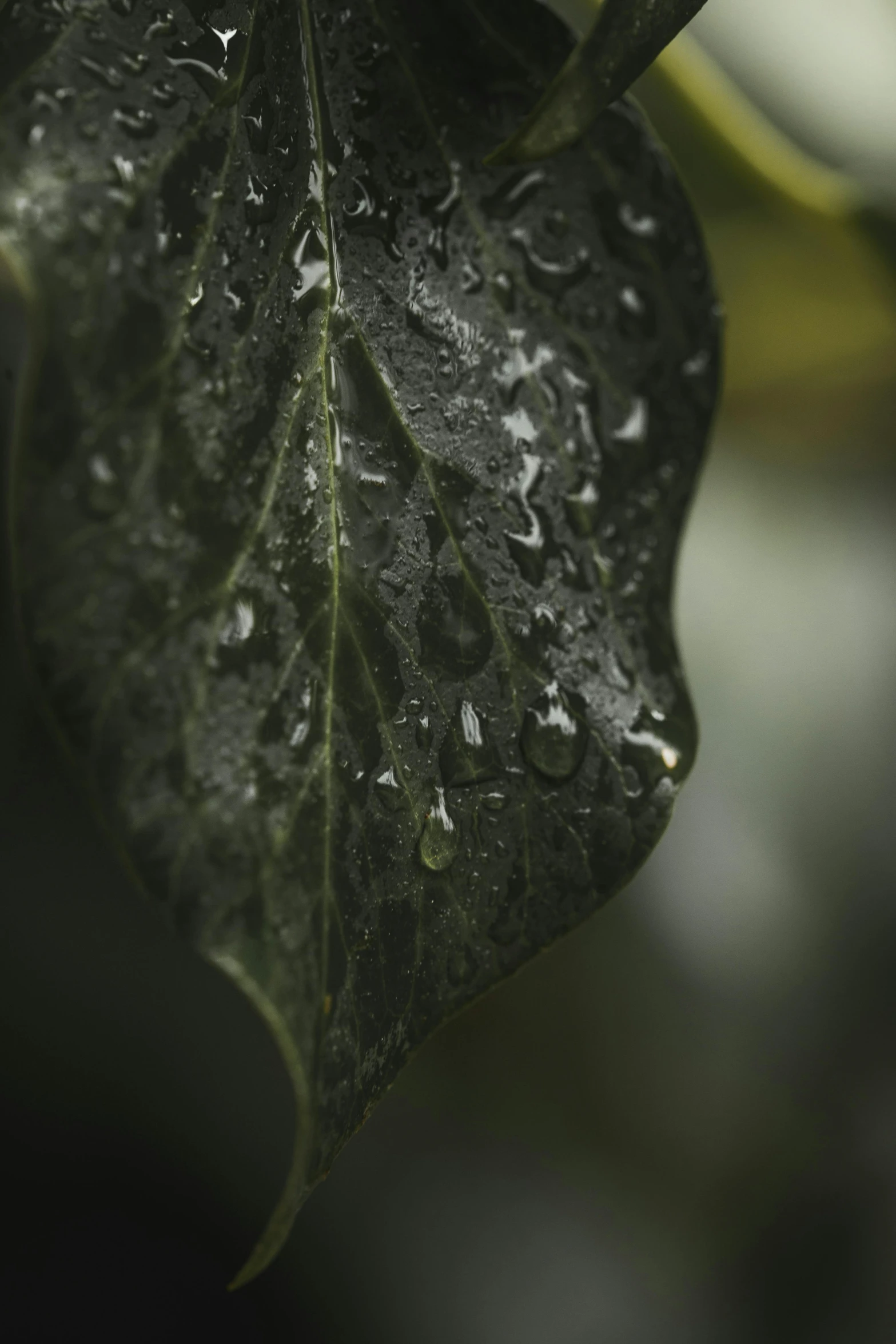 a close up of a leaf with water droplets on it, unsplash, grey, paul barson, shot from cinematic, humid