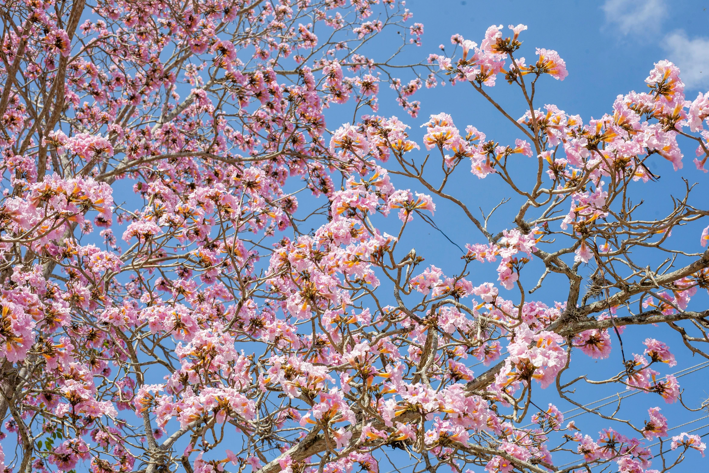 pink flowers on a tree with blue skies in the background