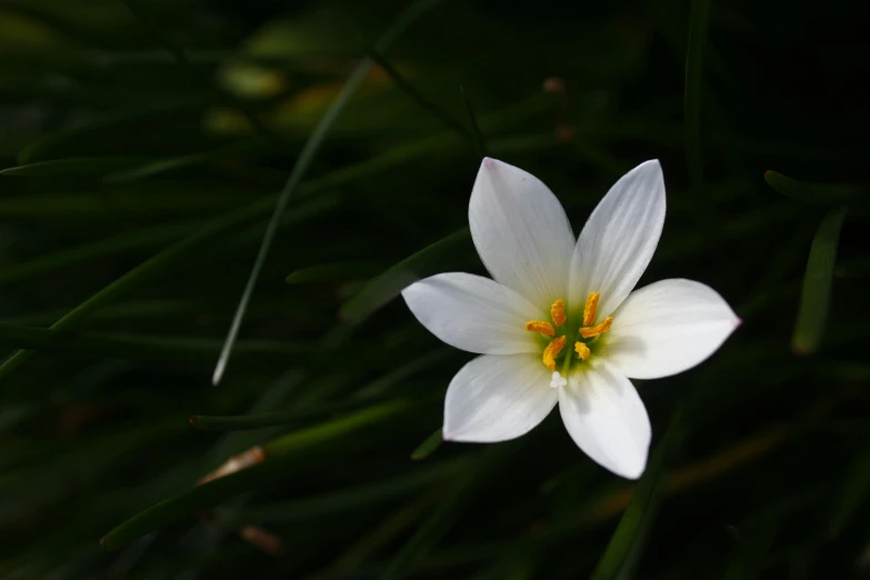 a white flower sitting on top of a lush green field, a macro photograph, unsplash, hurufiyya, starlit, shot on sony a 7, high-resolution photo, multiple stories