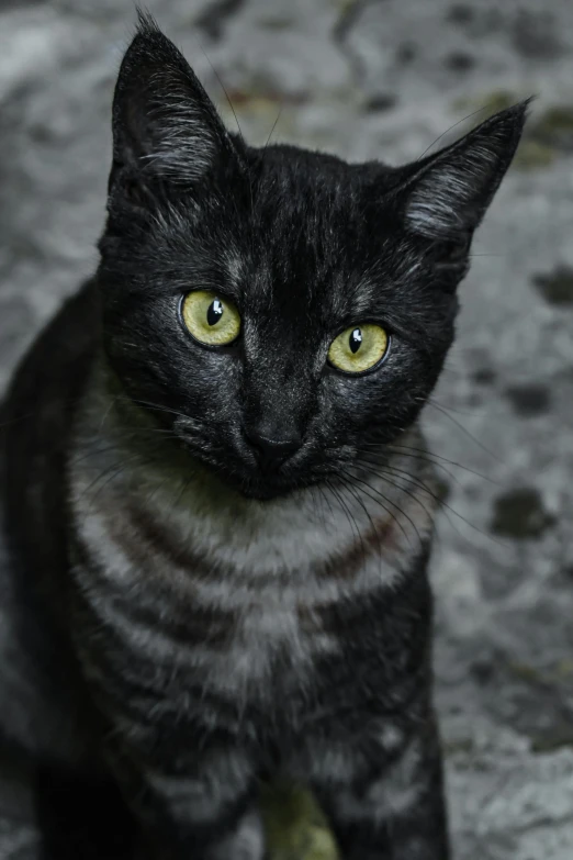 a black cat sitting on the ground looking at the camera, pexels contest winner, photorealism, grey, non-binary, midnight, closeup headshot