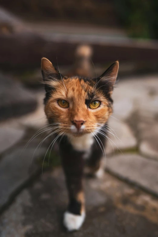 a close up of a cat walking on a sidewalk, by Niko Henrichon, pexels contest winner, calico cat, front facing the camera, mixed animal, portrait of a old