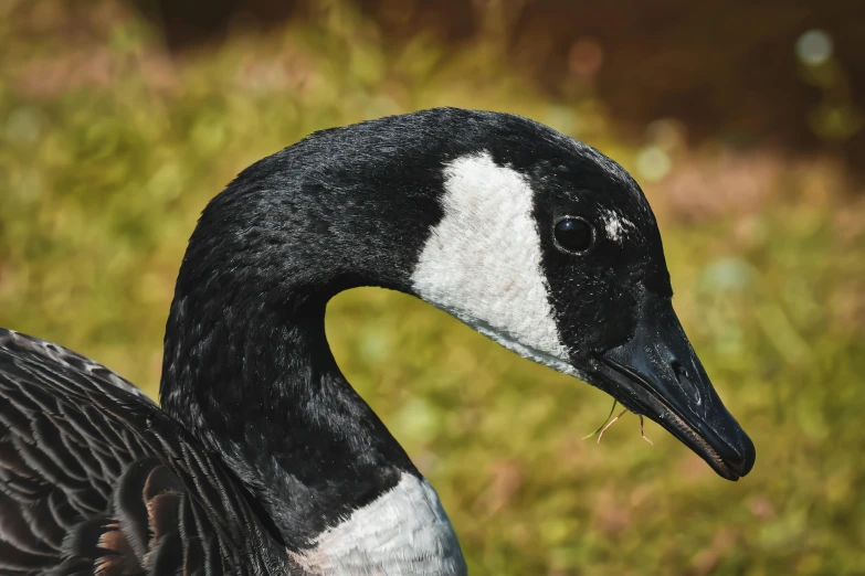 a goose that is standing in the grass, a portrait, by Jacob Duck, pexels contest winner, hurufiyya, closeup of face, magpie, a cosmic canada goose, birds eye photograph